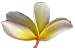 orchidee - Unser Logo